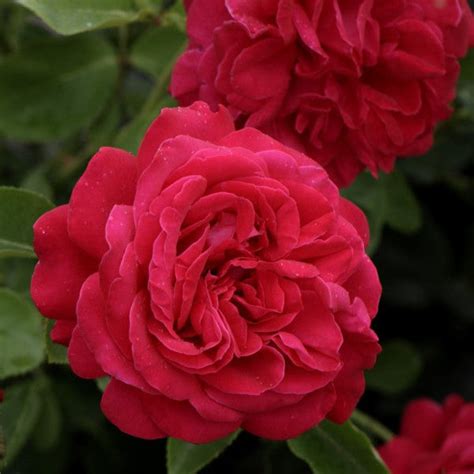 belle epoque rozen|sterk geurende rozen.